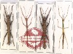 Scientific lot no. 25 Phasmidae (4 pcs)