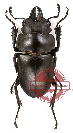 Neolucanus sinicus opacus