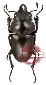 Neolucanus sinicus opacus (A-)