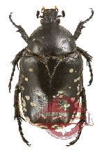 Protaetia (Potosia) funebris