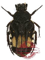 Pleuronota allardi var. no. 2