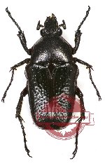 Bricoptis variolosa Gory et Percheron, 1833