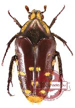 Coilodera alveata