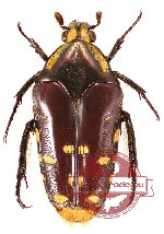 Coilodera alveata (A2)