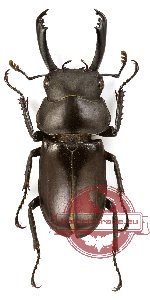 Dorcus bisignatus ssp. elsiledis (A2)