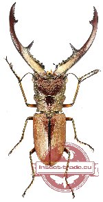 Cyclomatus tarandus