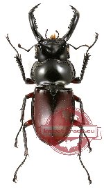 Pseudorhaetulus oberthueri