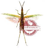 Orthoptera sp. 2 (SPREAD)
