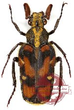 Euselates (s.str.) antennata