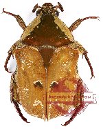 Protaetia (Pachyprotaetia) ciliata