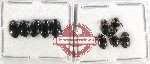 Scientific lot no. 97 Dytiscidae (10 pcs)