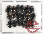 Scientific lot no. 94 Dytiscidae (23 pcs)