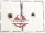 Scientific lot no. 699 Coprophaga (2 pcs)