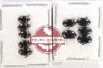 Scientific lot no. 95 Dytiscidae (10 pcs)