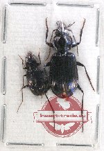 Scientific lot no. 620 Carabidae (2 pcs)