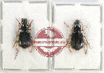Scientific lot no. 619 Carabidae (Chlaenius mutatus) (2 pcs A2)