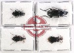 Scientific lot no. 611 Carabidae (4 pcs)