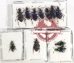 Scientific lot no. 610 Carabidae (11 pcs - 2 pcs A2)