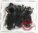 Scientific lot no. 137 Passalidae (3 pcs)