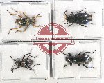 Scientific lot no. 372 Tenebrionidae (4 pcs - 1 pc A2)