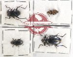 Scientific lot no. 376 Tenebrionidae (4 pcs - 2 pcs A2)