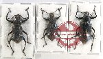 Scientific lot no. 371 Tenebrionidae (3 pcs)