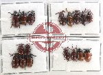 Scientific lot no. 422 Chrysomelidae (Lilioceris spp.) (18 pcs)