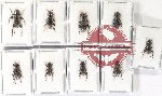 Scientific lot no. 260 Cerambycidae (9 pcs A-, A2)