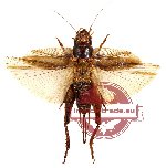 Orthoptera sp. 4 (SPREAD)