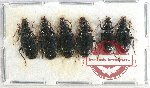 Scientific lot no. 605 Carabidae (6 pcs)