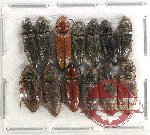 Scientific lot no. 151 Elateridae (15 pcs)