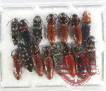 Scientific lot no. 152 Elateridae (13 pcs)