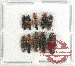 Scientific lot no. 150 Elateridae (10 pcs)