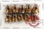 Scientific lot no. 268 Rutelinae (10 pcs)