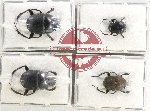 Scientific lot no. 709 Coprophaga (4 pcs - 1 pc A2)