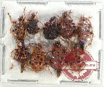 Scientific lot no. 93 Attelabidae (9 pcs)