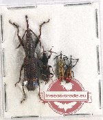 Scientific lot no. 99 Brenthidae (4 pcs)