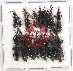 Scientific lot no. 102 Brenthidae (17 pcs)