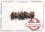 Scientific lot no. 101 Brenthidae (10 pcs)