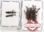 Scientific lot no. 100 Brenthidae (5 pcs)