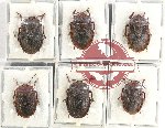 Scientific lot no. 1018 Heteroptera (6 pcs A2)