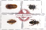 Scientific lot no. 84 Blattodea (4 pcs A, A-, A2)