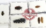 Scientific lot no. 86 Blattodea (10 pcs A, A-, A2)