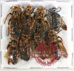 Scientific lot no. 327 Hymenoptera (8 pcs)