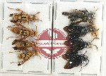 Scientific lot no. 351 Hymenoptera (9 pcs)