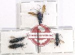 Scientific lot no. 348 Hymenoptera (4 pcs)