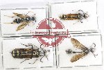 Scientific lot no. 322 Hymenoptera (4 pcs)