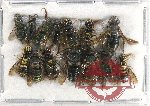 Scientific lot no. 333 Hymenoptera (14 pcs)