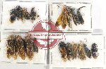 Scientific lot no. 349 Hymenoptera (18 pcs)