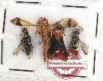 Scientific lot no. 341 Hymenoptera (4 pcs)